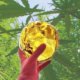 CO2 Extraction