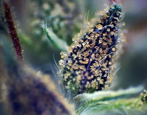 trichomes