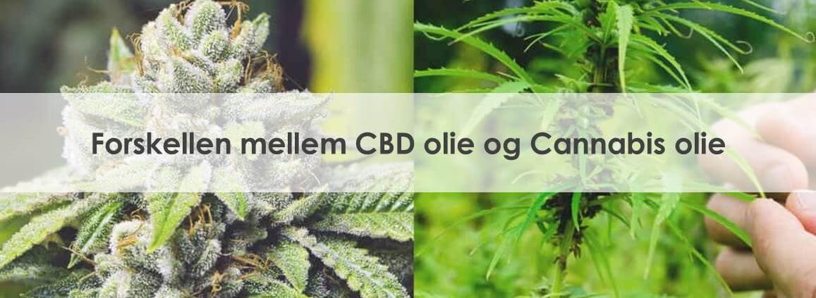 Hemp og marijuana blomster