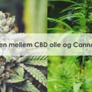 Hemp og marijuana blomster