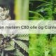 Hemp og marijuana blomster