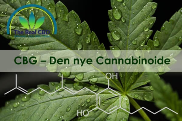 CBG Den nye Cannabinoide!