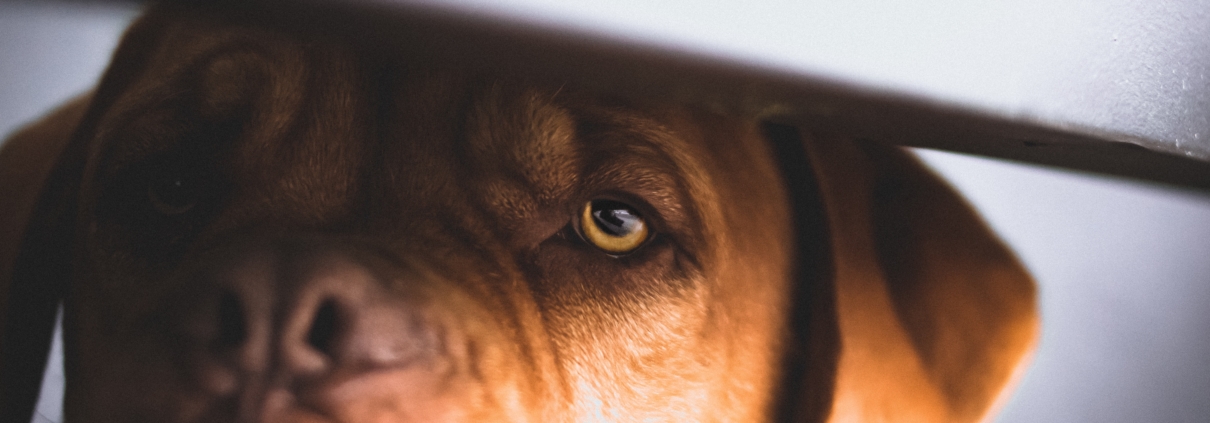 Stor hund gemmer sig under bordet
