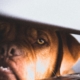 Stor hund gemmer sig under bordet