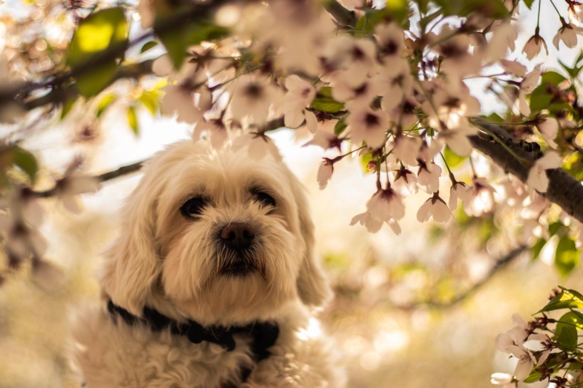 Hvid hund under et blomstrende mandeltræ