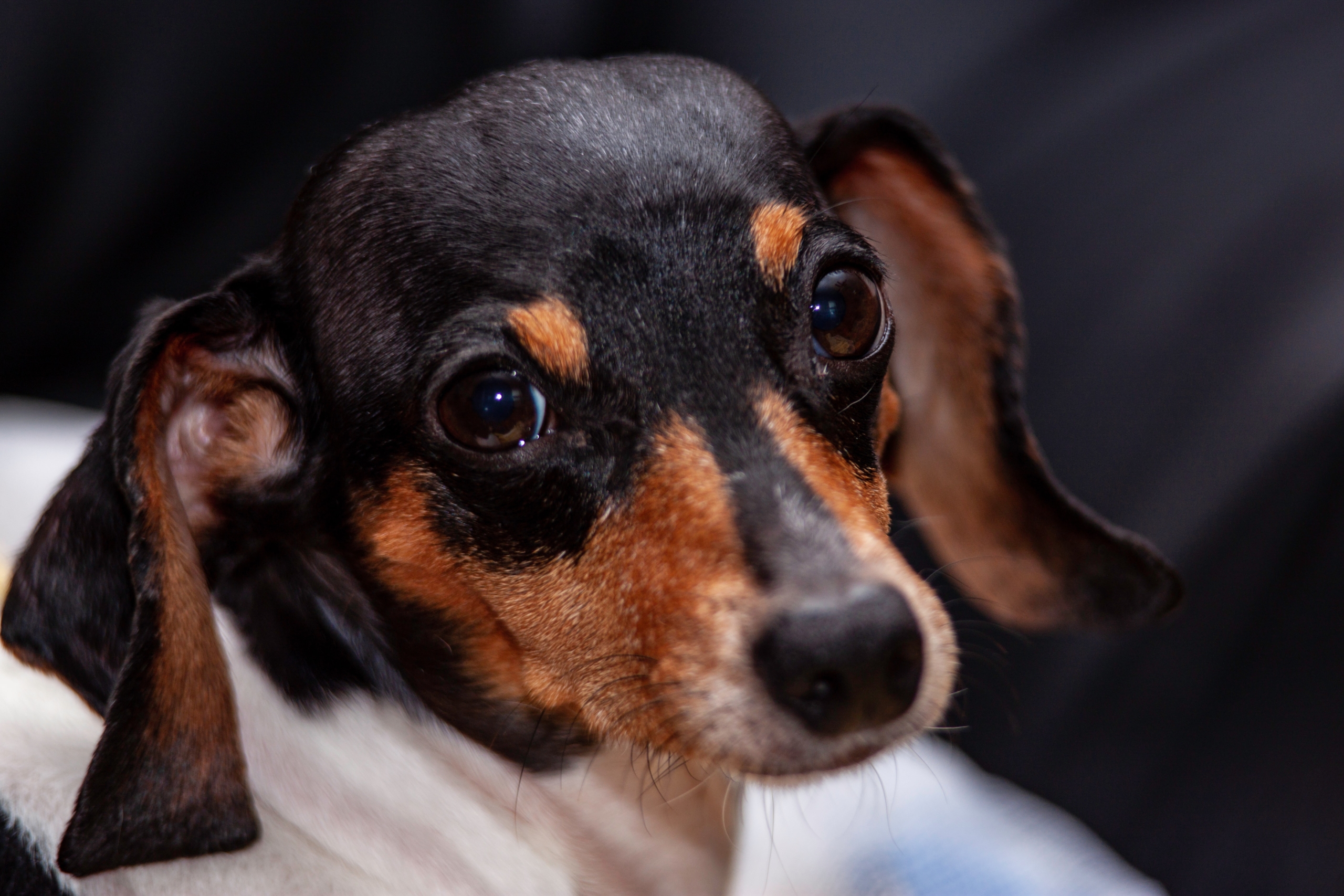 the-real-cbd-blog-kan-cbd-olie-hjælpe-dyr-med-angst-lille-bange-hund
