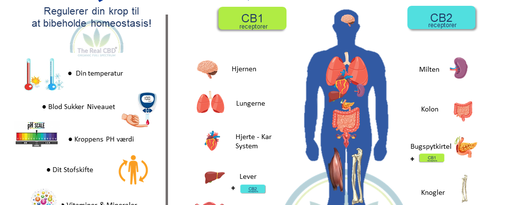 Vores endocannabinide system infografik