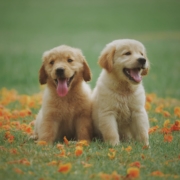 the-real-cbd-blog-6-ting-du-skal-vide-om-cbd-olie-til-kæledyr Golden retriever-hvalpe på en efterårsmark