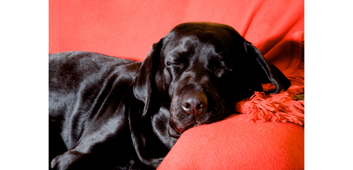 Sort, skinnende hund sover på en rød sofa