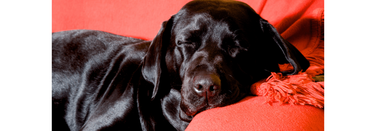 Sort, skinnende hund sover på en rød sofa