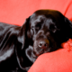 Sort, skinnende hund sover på en rød sofa