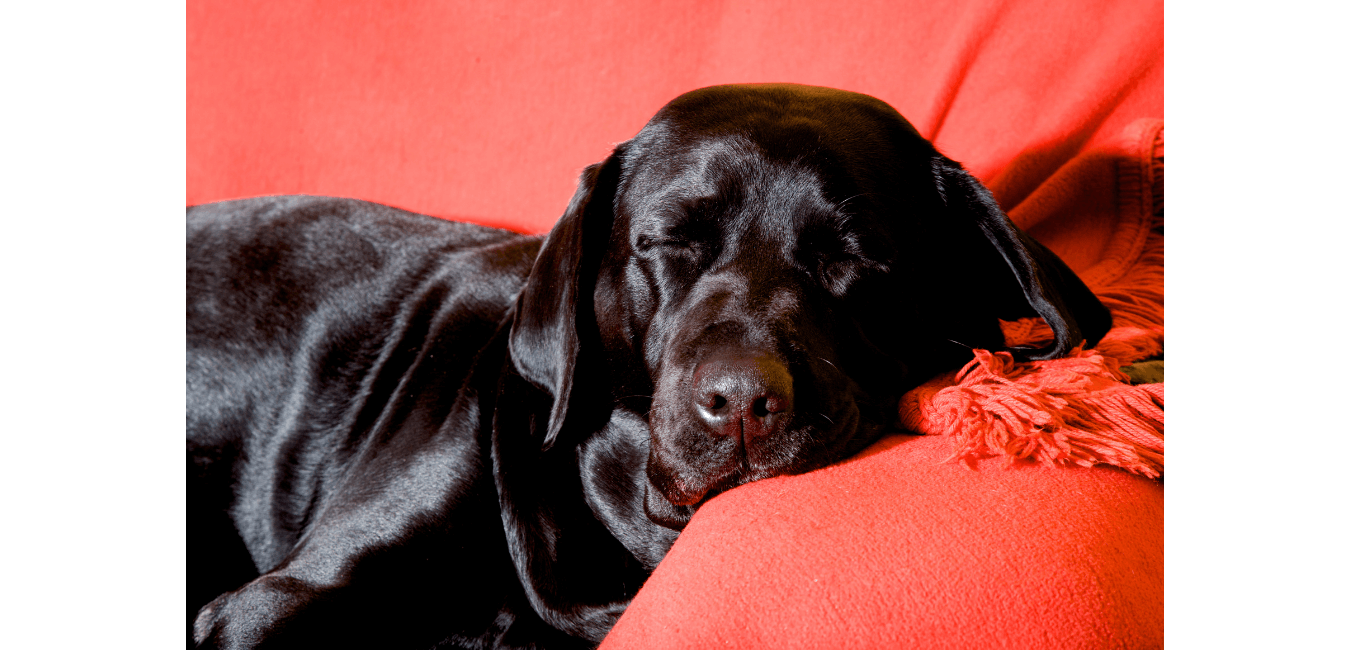 Sort, skinnende hund sover på en rød sofa