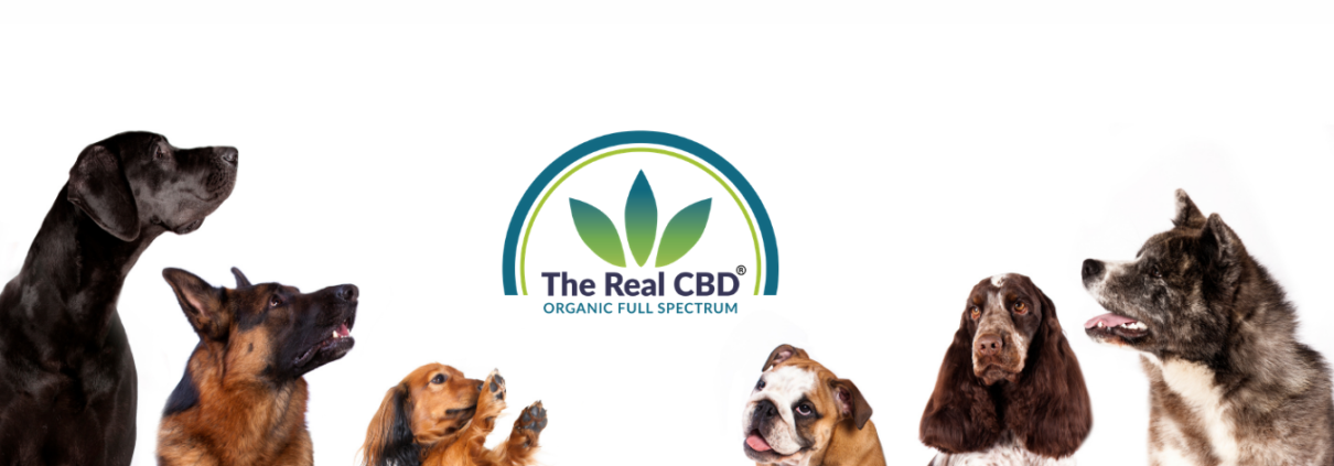 Hunde kigger på The Real CBD-logo