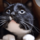 Scared cat in a brown paper bag