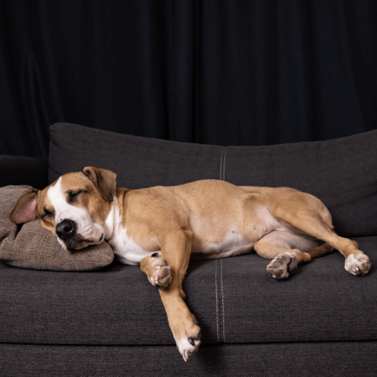 Den Ultimative Guide om CBD til Hunde