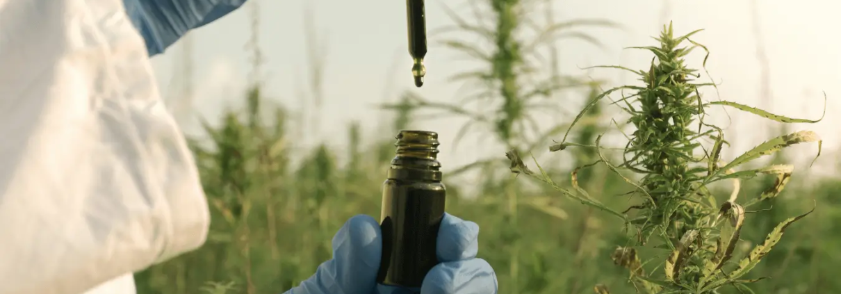 Hånd med CBD-olie i en hampemark