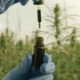 Hånd med CBD-olie i en hampemark