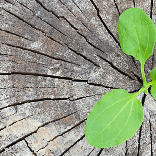 Grøn plante vokser i en træstub