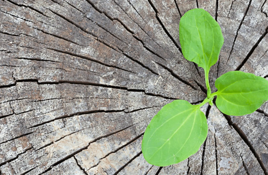 Grøn plante vokser i en træstub