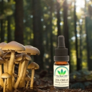 The Real CBD Blog CBD og Medcinske Svampe Svampe i en skov