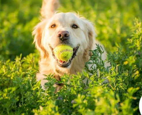 Golden retriever med tennisbold i munden på en mark