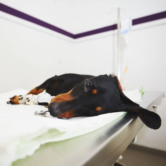 Syg hund på dyrlægens bord