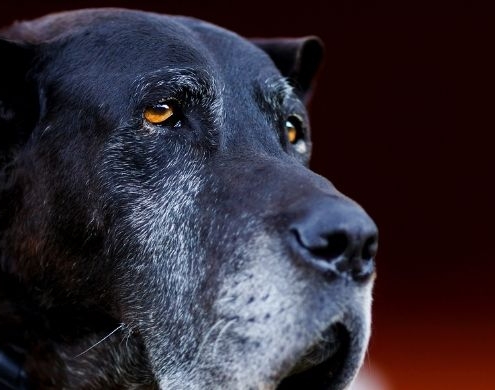 Gammel hund, der stirrer