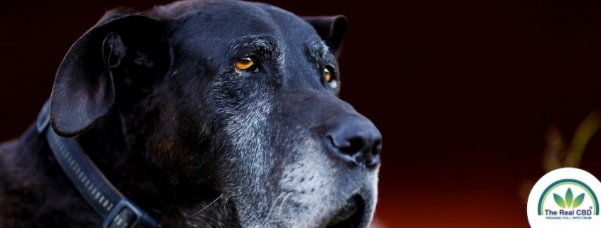 Gammel hund, der stirrer