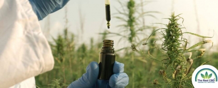 The-Real-CBD-Blog-hvordan-laver-man-CBD-olie