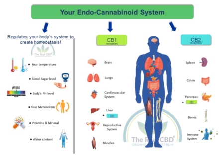 Endocannabinoide systemet