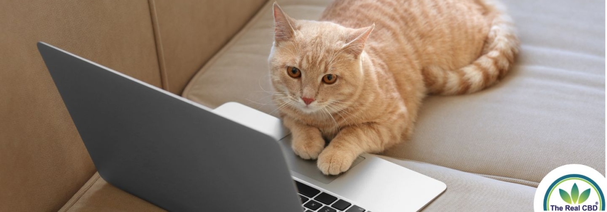 Kat arbejder på en bærbar computer