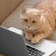 Kat arbejder på en bærbar computer