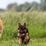 The-Real-CBD-Blog-kan-jeg-bruge-cbd-til-min-hund Store hunde løber på en grøn mark