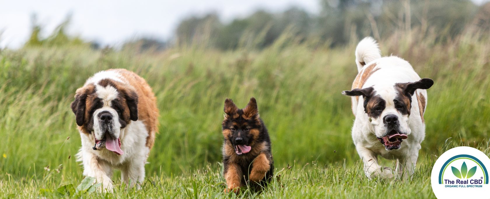 Store hunde løber på en grøn mark