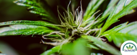The-Real-CBD-Blog-Fordele-ved-CBG