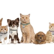 Opstilling af hunde og katte
