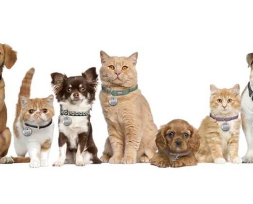 Opstilling af hunde og katte