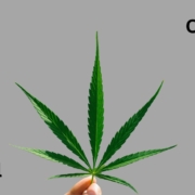 The-Real-CBD-Blog-CBD-og-CBG Flasker med CBG- og CBD-tinkturer med et hampeblad imellem