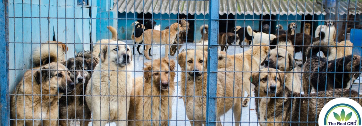 Flere store hunde bag et hegn i en kennel