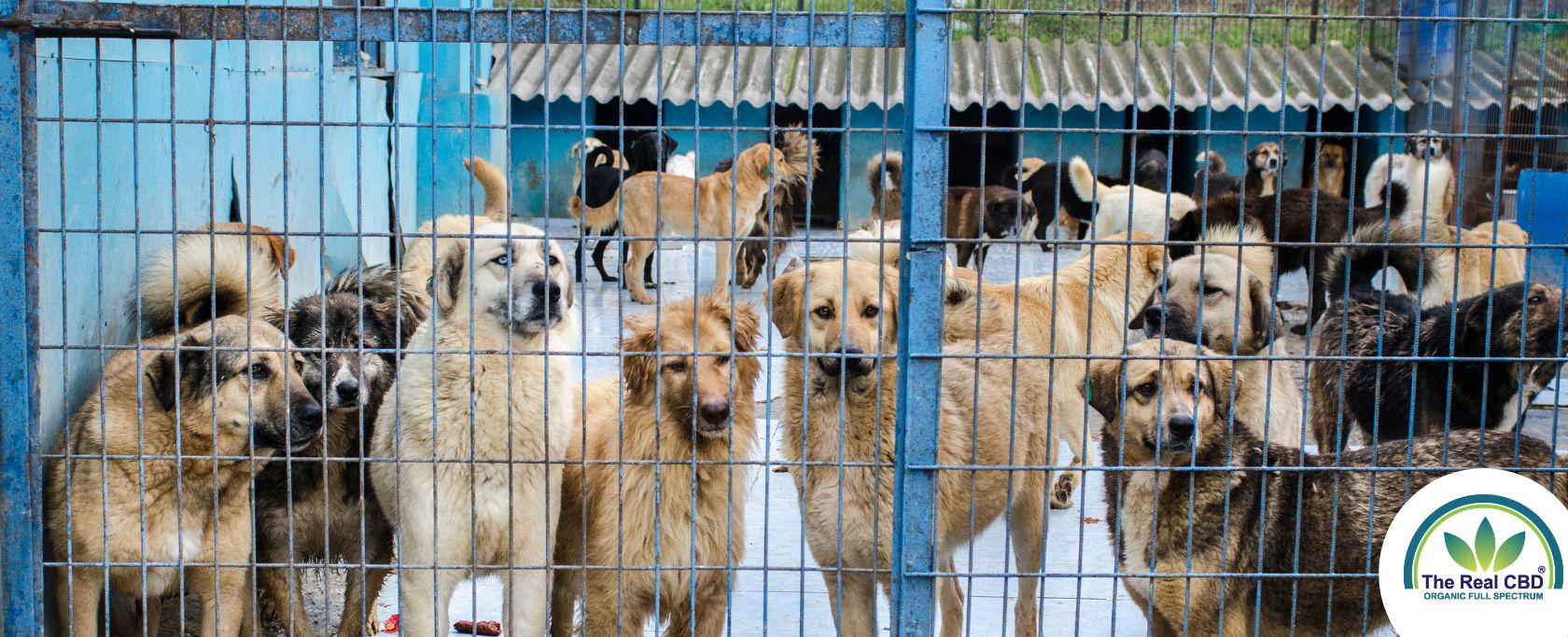 Flere store hunde bag et hegn i en kennel