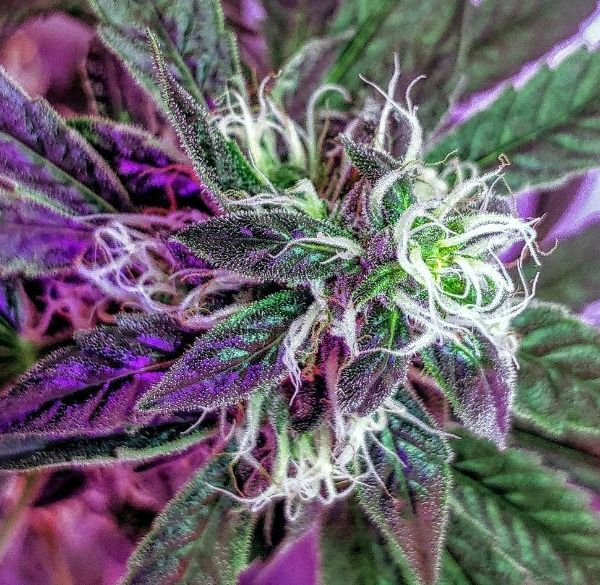Hvad er cannabinoider? – Hvad gør de?