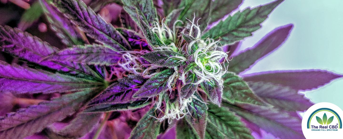 Hvad er cannabinoider? – Hvad gør de?