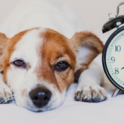 The-Real-CBD-Blog-Hvor-længe-bliver-CBD-i-en-hunds-system Søvnig hund ligger ved siden af et vækkeur