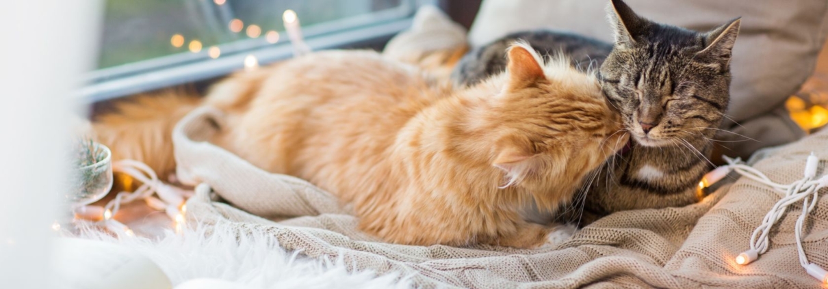 2 katte der nusser