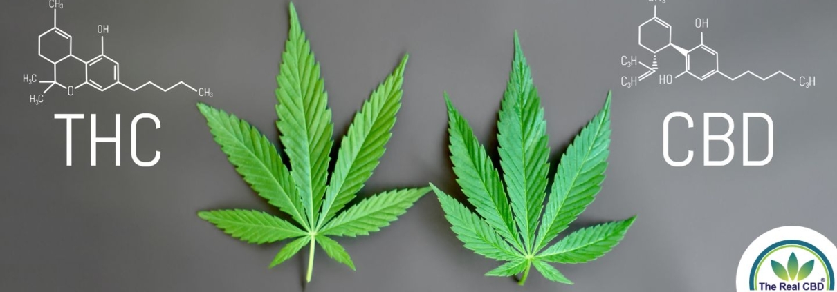 Kemiske formler af THC og CBD med hampeblade