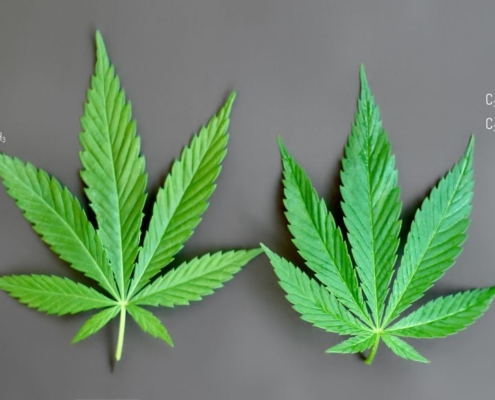 The Real CBD Blog Er CBD medicinsk cannabis