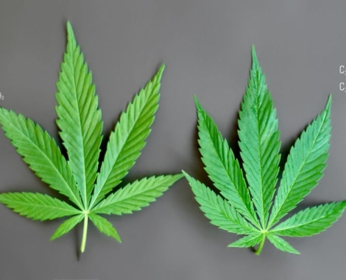 Kemiske formler af THC og CBD med hampeblade