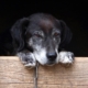 The Real CBD Blog fordele af CBD til ældre hunde