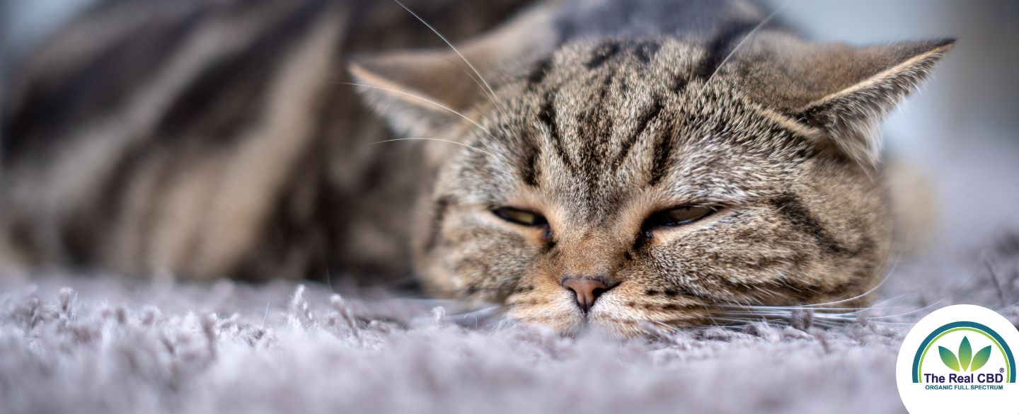 The Real CBD blog CBD til katte med nyresygdom