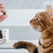 The Real CBD blog – CBD Kattegodbidder Kat kigger på hånd, der holder en godbid